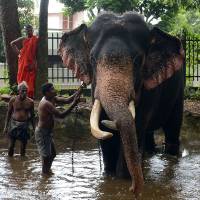 Mahouts bathe an elephant as Buddhist monks watch at a temple in Colombo on June 17. Baby elephants become latest status symbol among Sri Lanka's rich