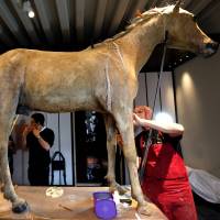 Two people restore Le Vizir, Napoleon Bonaparte’s last horse, at the Army Museum in Paris on June 27. Napoleon's last and favorite horse is restored