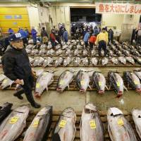 A man walks between rows of tuna at the Tsukiji fish market before an auction in Tokyo on Jan. 5. KYODO New documentary on Tsukiji fish market captures essence of nation's 'lively kitchen'