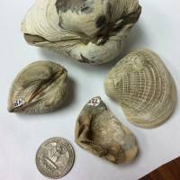 Extinction clues: Four fossilized mollusc shells from Antarctica’s Seymour Island were analyzed in the study by researchers at the University of Michigan. 'One-two punch' delivered dino death blow