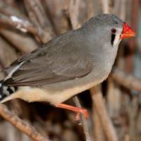 A female zebra finch 'Baby, it's hot outside': Why birds sing to eggs