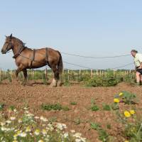 French winemaker Dominique Leandre-Chevalier plows his young vineyard on Patiras island on July 20. French vineyards revive horse-drawn plows