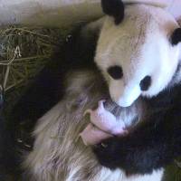 This handout picture taken Monday and released Tuesday by the Tiergarten Schönbrunn zoo in Vienna shows a video grab of panda mother Yang Yang holding her twins. The two baby pandas were born at the zoo on Aug. 7. Vienna zoo's giant panda gives birth to twins, later count finds