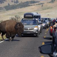 A large bison blocks traffic in the Lamar Valley of Yellowstone National Park on Aug. 3 as tourists take photos of the animal. Record visitor numbers at the nation's first national park have transformed its annual summer rush into a sometimes dangerous frenzy, with selfie-taking tourists routinely breaking park rules and getting too close to Yellowstone's storied elk herds, grizzly bears, wolves and bison. U.S. national parks turn 100 rife with pesky misbehaving visitors, wildfires