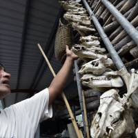 An aboriginal hunter gestures toward wild boars' skulls outside a hunter's home in Taitung, eastern Taiwan, on July 2. President Tsai Ing-wen — the first Taiwanese leader with aboriginal blood — on Monday delivered the country's first ever apology to the island's indigenous people for injustices over the centuries. Tsai first leader to officially apologize to Taiwan's indigenous people