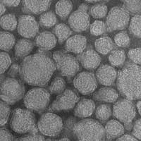 A nanoparticle carrying an RNA vaccine payload that was developed and manufactured at Massachusetts Institute of Technology is pictured in this undated handout photo obtained by Reuters Monday. Trial vaccine offers quick-response promise for flu, Ebola, Zika, works with mice