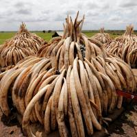 Because the United States recently shut down its domestic ivory market and China is close to doing so, many countries and animal conservationists are closely watching how Japan, one of the largest ivory markets in the world, will react. If Japan slow to ban ivory trade, online shops even slower