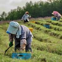 In Oita Prefecture, women account for about half of the farming population, and about 70 percent are in their 60s and 70s. Rural governments taking unique tacks to engage women in workforce