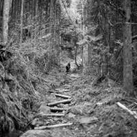 A section of forest near Okunoin Cemetery on Mount Koya Kumano Kodo: a trek to Japan's sacred heart