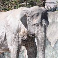 Hanako, 1979-2016 Japan zoos could be an endangered species