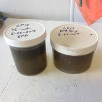 Samples of sea water containing a brownish toxic algae sit in jars aboard a research vessel off the Washington coast. Warm Pacific 'blob' facilitated vast bloom of toxic algae in 2015, closing fisheries