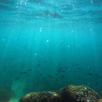 Fish swim over a patch of bleached coral in Kaneohe Bay off Hawaii's island of Oahu on Oct. 26, 2015. Hawaii prepares plan to help coral recover from bleaching