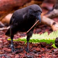 A captive Hawaiian crow carries a stick tool to a log with food hidden in holes. Endangered Hawaiian crow shows a knack for tool use