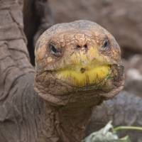 Diego, an endangered Chelonoidis hoodensis tortoise from Espanola Island, is seen at a breeding center in the Galapagos National Park on Santa Cruz Island on Saturday. Once endangered, Galapagos tortoise rebounds thanks to amorous 100-year-old