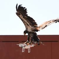 A young eagle trained to catch drones displays its skills during a demonstration organized by the Dutch police as part of a program to train birds of prey to catch drones flying over sensitive or restricted areas, at the Dutch Police Academy in Ossendrecht, The Netherlands, on Monday. Where intrusive drones may dare, Dutch cops set to sic eagles on them