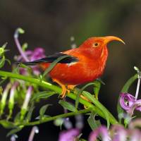 Native Hawaiian birds such as this honeycreeper on Kauai face threats from predators and diseases like avian malaria, which is likely to spread as the climate changes. Altering wild gene pools could stop diseases, save species — but even proponents urge caution