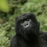 A gorilla looks on in 2007 at Volcanoes National Park in Ruhengeri, Rwanda. The eastern gorilla has been listed as critically endangered, making four of the six great ape species only one step away from extinction, according to the International Union for the Conservation of Nature's Red List of Endangered Species, released Sunday. IUCN adds eastern gorilla, the largest primate, to critically endangered list