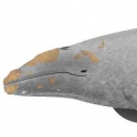 A gray whale NGOs work with oil companies to save rare whale off Russia's Sakhalin Island