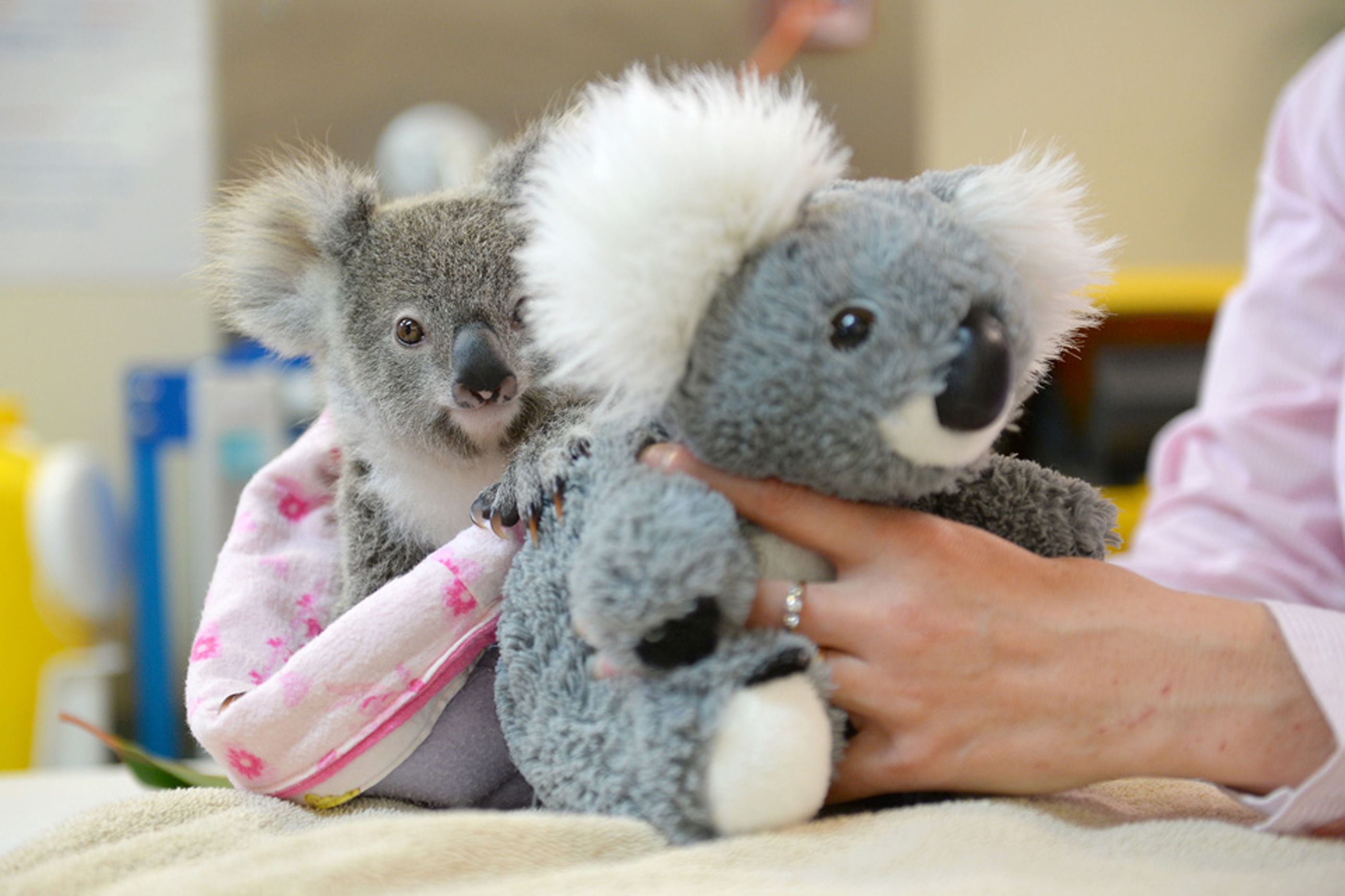 Orphaned Koala clings to fluffy toy after mother killed on road The