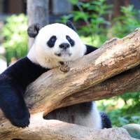Giant panda Mei Xiang restis in her enclosure at the National Zoo in Washington, D.C., on Aug. 24. Decades of conservation work in China have paid off for the giant panda, whose status was upgraded Sunday from endangered to vulnerable due to a population rebound, officials said. China's giant pandas pulled from 'endangered' list but warming threatens habitat