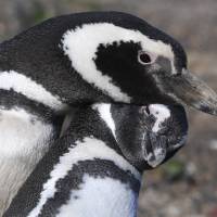 A couple of Magellanic penguins interact Saturday at Punta Tombo, during the start of penguin breeding season in the southern province of Chubut, Argentina. Magellanic penguins breed in large colonies in southern Argentina and Chile and migrate north as far as southwest Brazil between March and September. Takes two to tango as Argentina's Magellanic penguin mating season starts