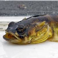 A plainfin midshipman Moonlight sonata: fish's nocturnal 'singing' secrets revealed