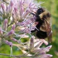 A rusty patched bumble bee forages in Madison, Wisconsin. Bumble bee is proposed for U.S. endangered species status