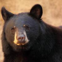 A karate expert gouged the eye of a black bear similar to this one in Gunma Prefecture on Thursday. Black belt recounts battle with black bear in Gunma