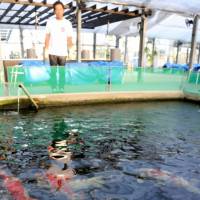 Several nishikigoi, a decorative variety of carp that has grown popular overseas, swim in a breeding pool at Narita Koi Farms Japan in Aichi Prefecture. Luxury carp making comeback outside Japan