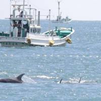 Fishing boats drive dolphins to the shore in Taiji, Wakayama Prefecture, on Friday as a controversial annual dolphin hunt begins. kumano shimbun / via kyodo Season's first dolphins killed in annual hunt
