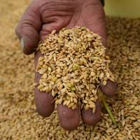 A farmer checks harvested rice on a truck last September in a field in Katori, Chiba Prefecture. Japan aims to raise food self-sufficiency to 55% by 2050