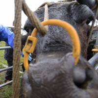 Keiji Okada examines a cow at Ikeda Ranch in Okuma, Fukushima Prefecture, about 5 km west of the defunct Fukushima No. 1 nuclear power plant, on Aug. 28. Fate of tainted Fukushima cows takes scientific twist