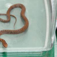 A snake captured on a shinkansen Monday is seen in a container at a police station in Hamamatsu, Shizuoka Prefecture. Snake on a train: Shinkansen stops in Shizuoka Prefecture due to slithering stowaway