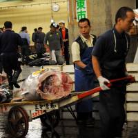 Fishmongers workers carry tuna at the Tsukiji fish market in Tokyo in October 2013. Freezing of Tsukiji relocation plan draws cheers, jeers