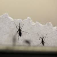 Aedes aegypti mosquitoes are seen at the Laboratory of Entomology and Ecology of the Dengue Branch of the U.S. Centers for Disease Control and Prevention in San Juan, Puerto Rico. Woman who contracted Zika in Vietnam diagnosed in Tokyo