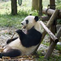 Vulnerable species: A panda eats bamboo at the Chengdu Research Base of Giant Panda Breeding in China's Sichuan province. Eats shoots, rarely breeds: Pandas still at risk