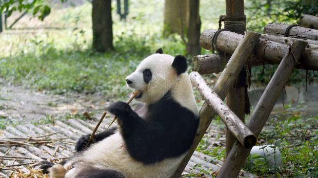 Vulnerable species: A panda eats bamboo at the Chengdu Research Base of Giant Panda Breeding in China's Sichuan province. Eats shoots, rarely breeds: Pandas still at risk