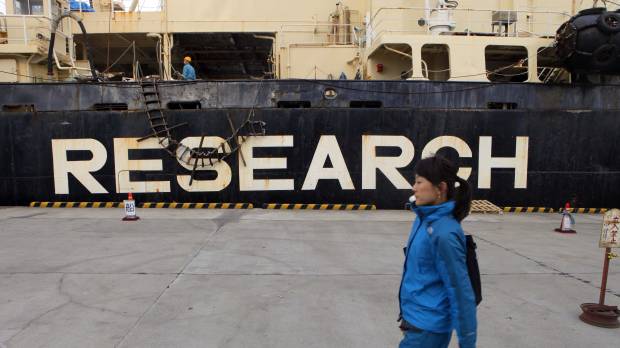 Unchecked: A woman walks by the Nisshin Maru whaling ship in Tokyo in 2011. Did Japan fudge the truth about whaling?