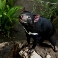 Cancer resistance: Scientists believe that Tasmanian devils are saving themselves through evolution. afp-jiji Tasmanian devils pull back from brink of extinction