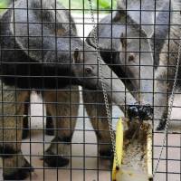 Giant anteaters use their long tongues to eat paste feed at the Higashiyama Zoo and Botanical Gardens in Nagoya in this undated photo. Higashiyama Zoo denizens have to settle for food substitutions