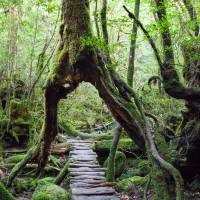 Green path: A trail leads through the trunk of an old tree in Yakushima, Kagoshima Prefecture. Hiking Japan's autumn trails provides a great escape from the daily grind