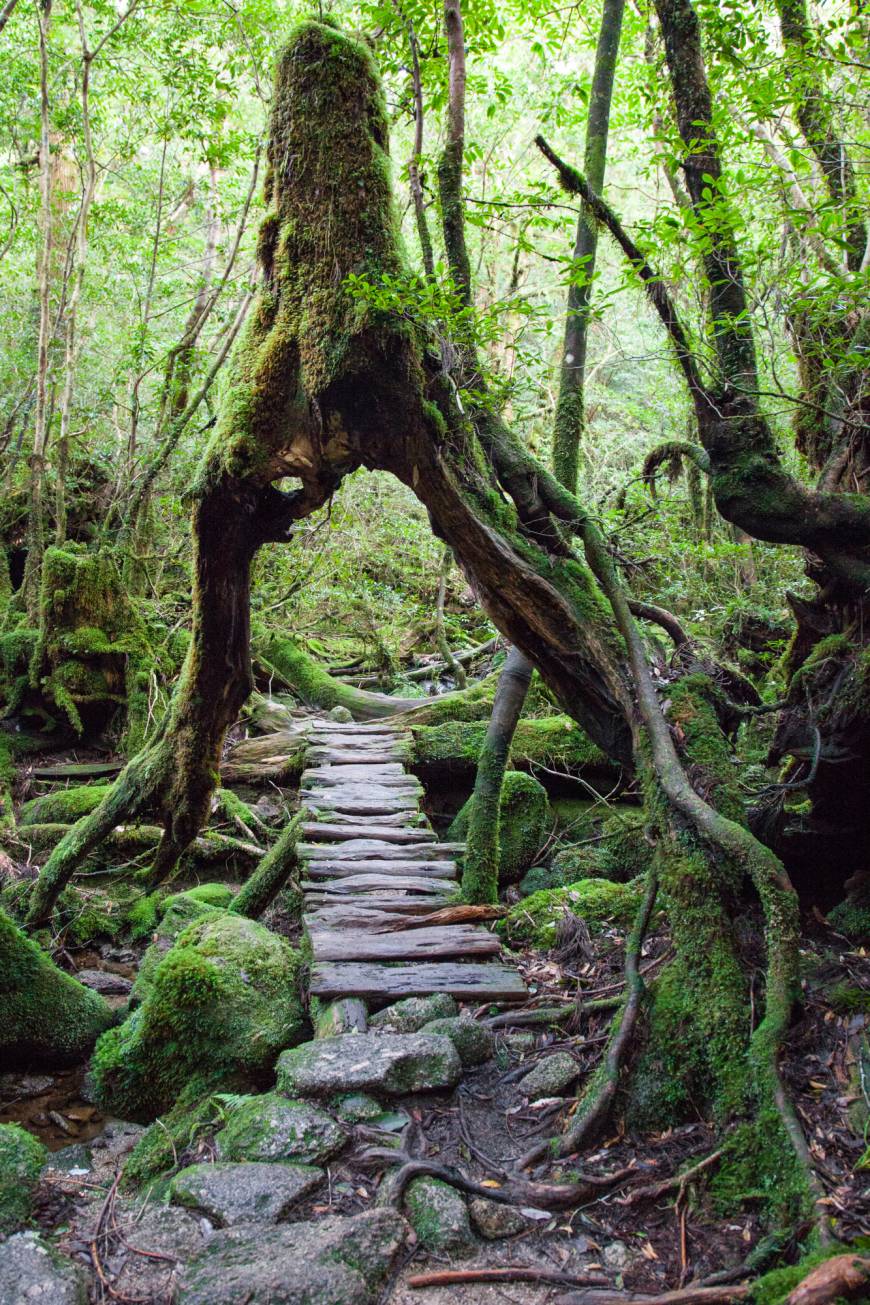 Hiking Japan's autumn trails provides a great escape from the daily