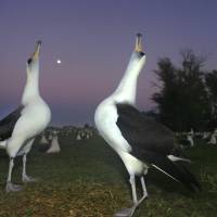 Two Laysan albatross do a mating dance on Midway Atoll in the Northwestern Hawaiian Islands in December. The Battle of Midway was a major turning point in World War II’s Pacific theater. But the remote atoll where thousands died is now a delicate sanctuary for millions of seabirds, and a new battle is pitting preservation of its vaunted military history against the protection of its wildlife. Battle of Midway sequel pits remote atoll's wildlife against preservation of history