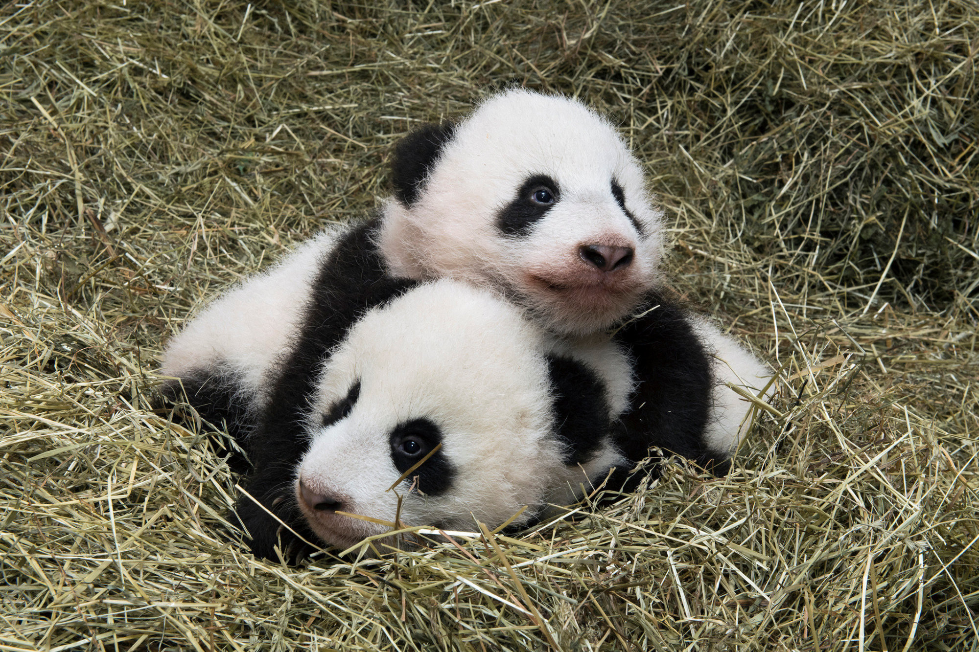 Vienna Zoos Twin Panda Cubs Named Fu Feng And Fu Ban At No Show