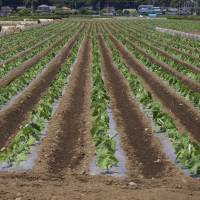 A shift to what is dubbed more “aggressive agriculture” constitutes a vital pillar of Prime Minister Shinzo Abe’s growth strategy to “resurrect” Japan from decades of economic malaise. Abe's war against agriculture juggernaut found wanting in watered-down plan