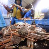 Fishermen show off their catches of snow crabs at a port in Toyooka, Hyogo Prefecture, in November. Japan sees crab prices surge as poached imports sink