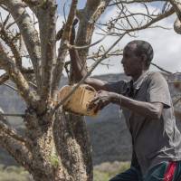 Mohamed Ahmed Ali wounds a wild frankincense tree near Mader Moge, in the breakaway Somalian region of Somaliland, on Aug. 4 to make it bleed its prized sap. World's last wild frankincense forests are under threat