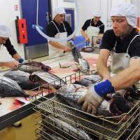 From Japan to Europe: Workers eviscerate bonito at Makurazaki France’s katsuobushi (dried bonito) factory in Concarneau. Flaking fad? Japan opens bonito plant in France