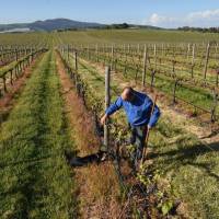 Going dry: Winemaker Justin Jarrett checks vines at a vineyard in Orange, Australia. Australia winemakers battle against warming