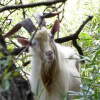 What gets on your goat?: An inquisitive wild goat is disturbed by the presence of humans on an island in the Seto Inland Sea. Discovering the mystery behind 'Goat Island' in the Seto Inland Sea